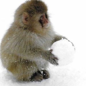 Meet your Posher, Giselle